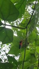 Paryphes flavocinctus