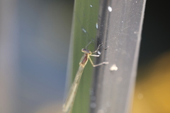 Lestes inaequalis