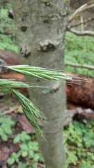 Bromus benekenii