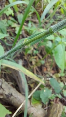 Bromus benekenii