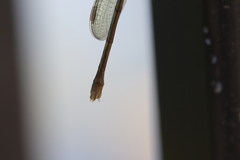 Lestes inaequalis