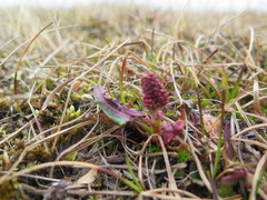 Rumex arcticus