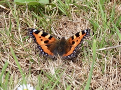 Aglais urticae