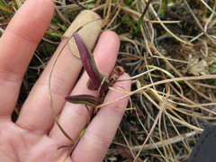 Rumex arcticus