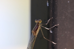 Lestes inaequalis