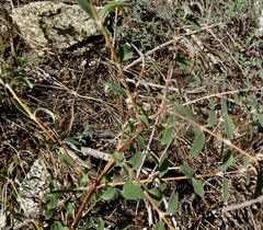 Symphoricarpos rotundifolius parishii