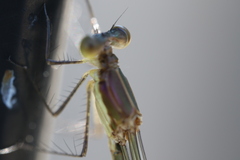 Lestes inaequalis