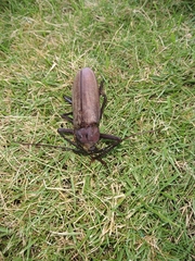 Xixuthrus domingoensis