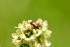 Anastrangalia sanguinea