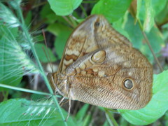 Opsiphanes boisduvallii