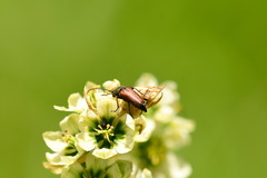 Anastrangalia sanguinea