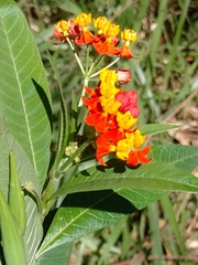 Asclepias curassavica