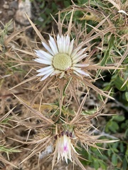 Carlina sicula