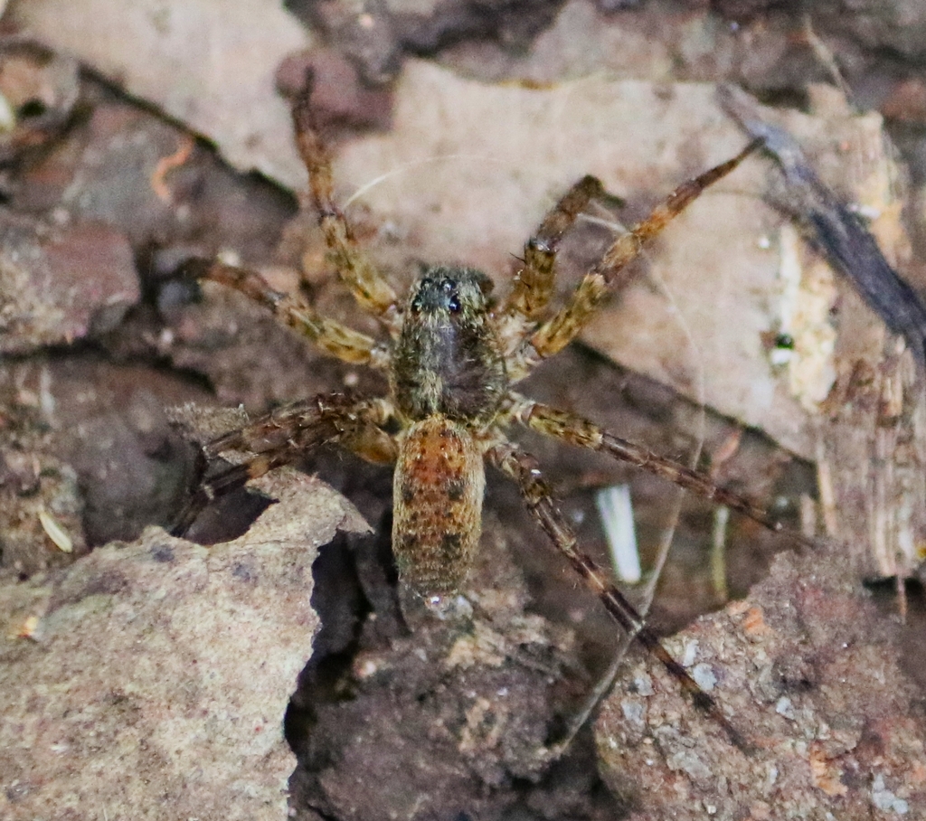 Peaks Large Wolf Spider