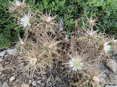 Carlina sicula