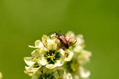 Anastrangalia sanguinea
