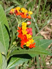Asclepias curassavica