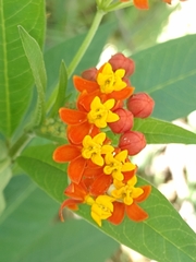 Asclepias curassavica