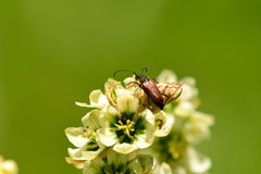 Anastrangalia sanguinea