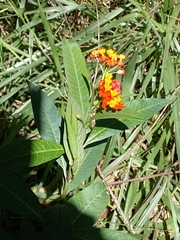 Asclepias curassavica