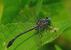 Stenogomphurus consanguis