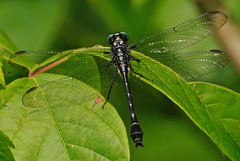 Stenogomphurus consanguis