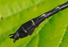 Stenogomphurus consanguis