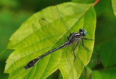 Stenogomphurus consanguis