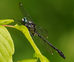 Stenogomphurus consanguis