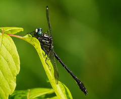 Stenogomphurus consanguis