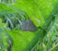 Psammotis pulveralis