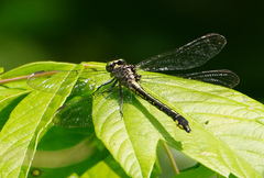 Stenogomphurus consanguis