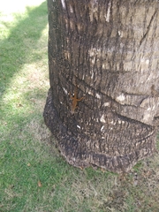 Anolis distichus