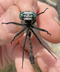 Stenogomphurus consanguis