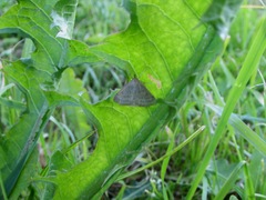 Psammotis pulveralis