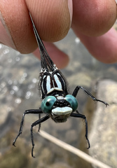 Stenogomphurus consanguis