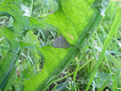 Psammotis pulveralis