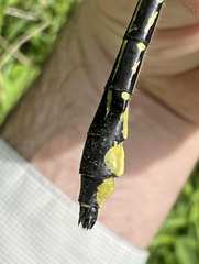 Stenogomphurus consanguis