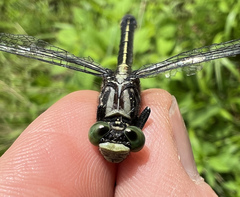 Stenogomphurus consanguis