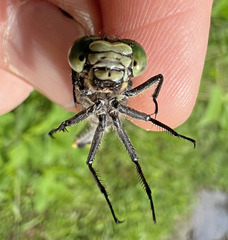 Stenogomphurus consanguis