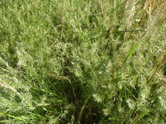 Anthoxanthum aristatum