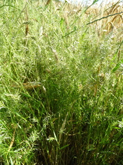 Anthoxanthum aristatum