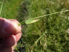 Anthoxanthum aristatum