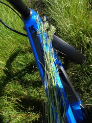 Anthoxanthum aristatum