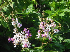 Lagerstroemia langkawiensis