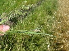 Anthoxanthum aristatum