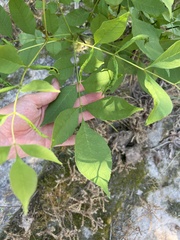Fraxinus pennsylvanica subintegerrima
