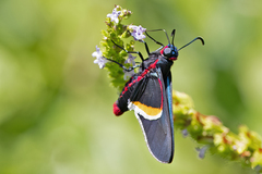 Mysoria barcastus