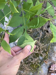 Fraxinus pennsylvanica subintegerrima