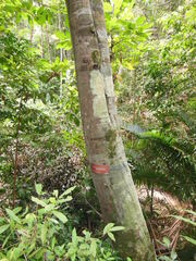 Lithocarpus wallichianus